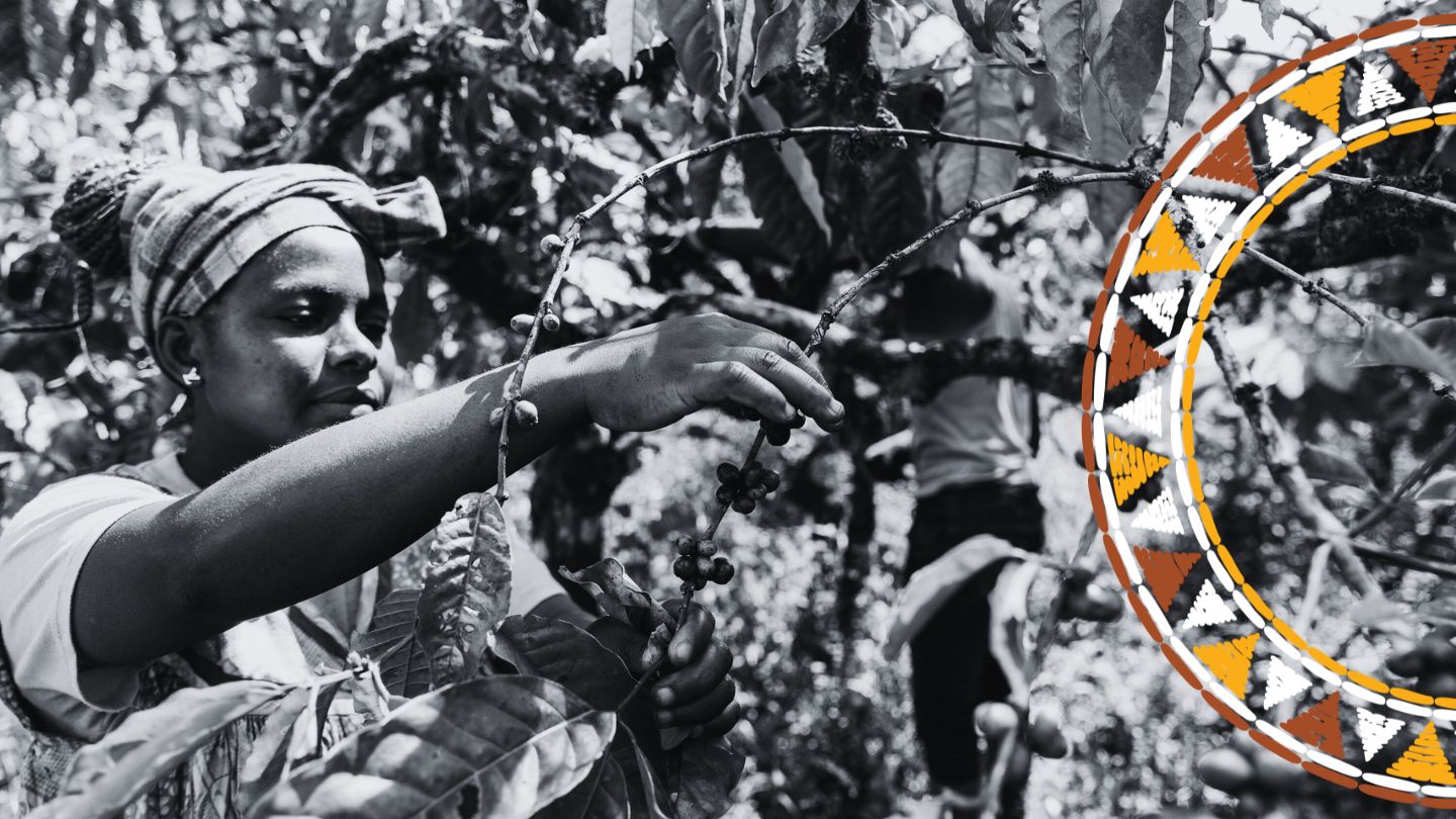 African woman harvesting ripe coffee cherries in a highland plantation