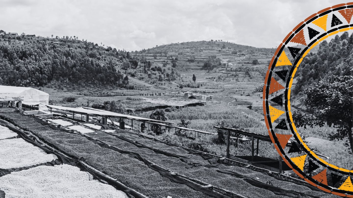 Drying tables in an African coffee plantation with rolling green hills in the background