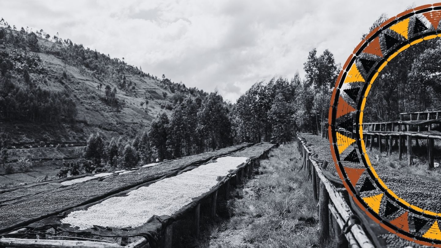 How Altitude Shapes Flavour: The Secret Behind African Coffee Excellence